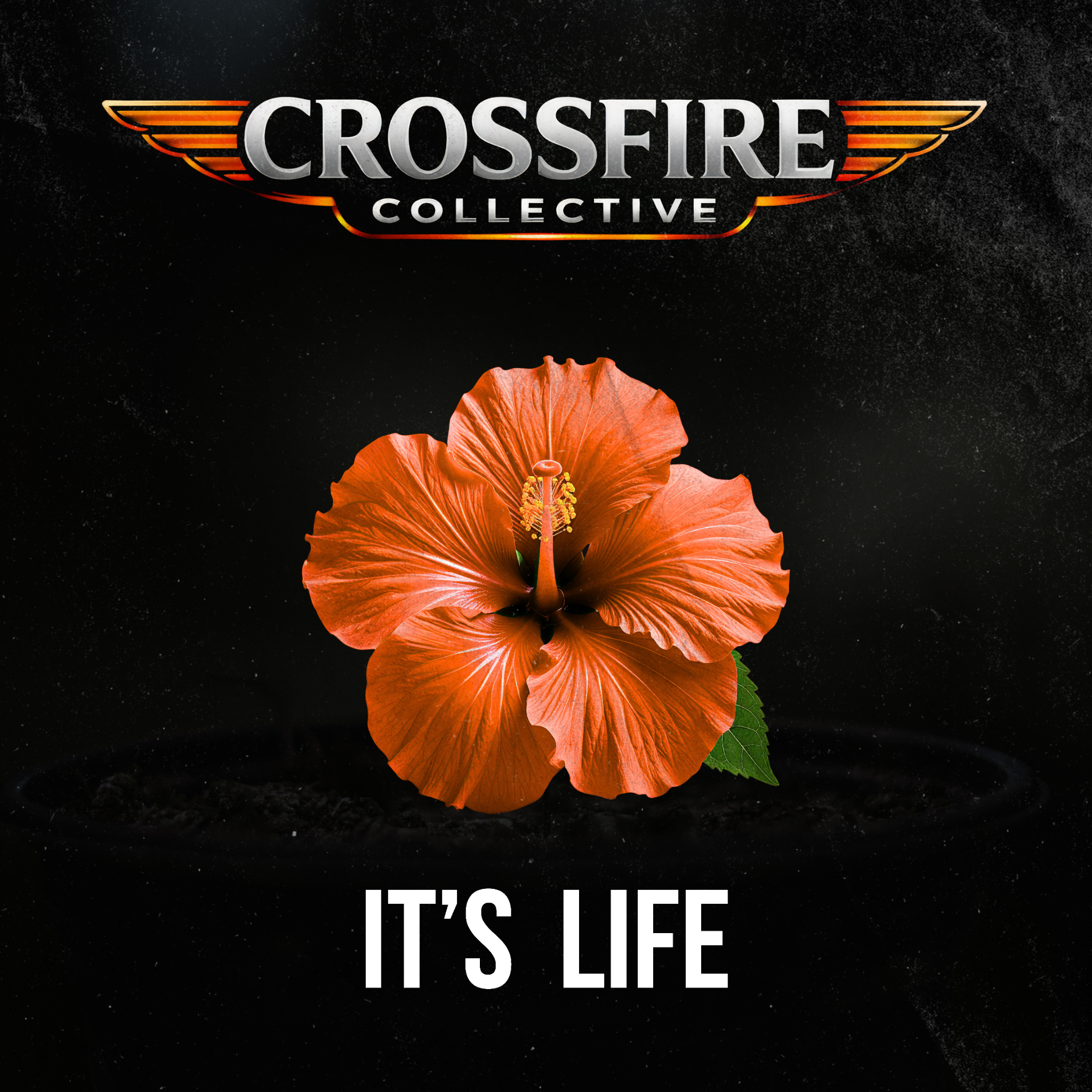 It's Life cover